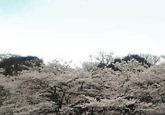 ueno.jpg